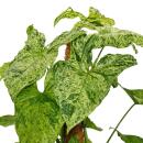 Plante grimpante insolite sur tige de mousse - Syngonium purp. Mottled - Tussilage pourpre - hauteur env. 80cm - pot 16cm