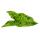 Plante grimpante insolite sur tige de mousse - Syngonium purp. Mottled - Tussilage pourpre - hauteur env. 80cm - pot 16cm