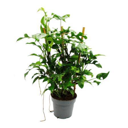 Monstera minima - Feuille de fenêtre - sur un palissage de bambou - pot de 16cm - hauteur environ 50-60cm