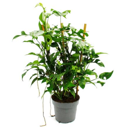 Monstera minima - Fensterblatt - am Bambusspalier - 16cm Topf - ca. 5