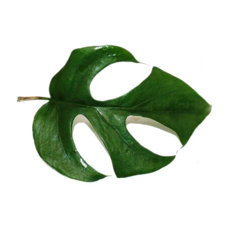 Monstera minima - Fensterblatt - am Bambusspalier - 16cm Topf - ca. 5