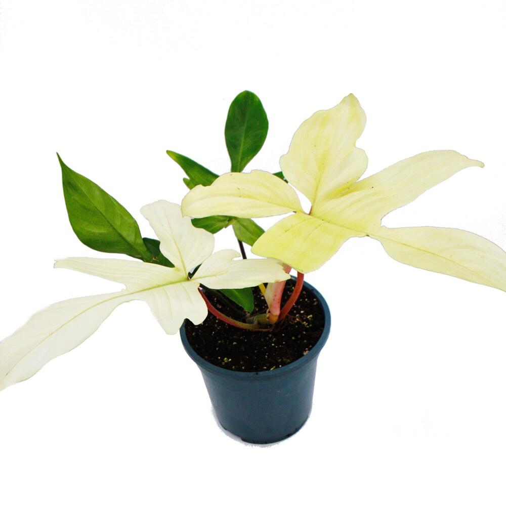 clematis plants online Taiga Clematis main image 0