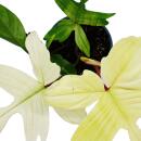 Philodendron Florida Ghost - Geister-Baumfreund - 19cm Topf