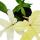 Philodendron Florida Ghost - Geister-Baumfreund - 19cm Topf