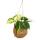 Kokodama - Philodendron scandens Brasil in a hanging cocodama container - bicolored tree friend - approx. 13cm