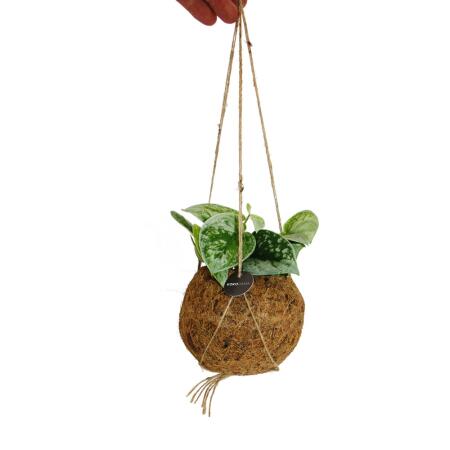 Copy of Kokodama - Philodendron scandens Brasil in a hanging cocodama container - bicolor tree friend - ca. 13cm #1