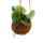 Copy of Kokodama - Philodendron scandens Brasil in a hanging cocodama container - bicolor tree friend - ca. 13cm #1