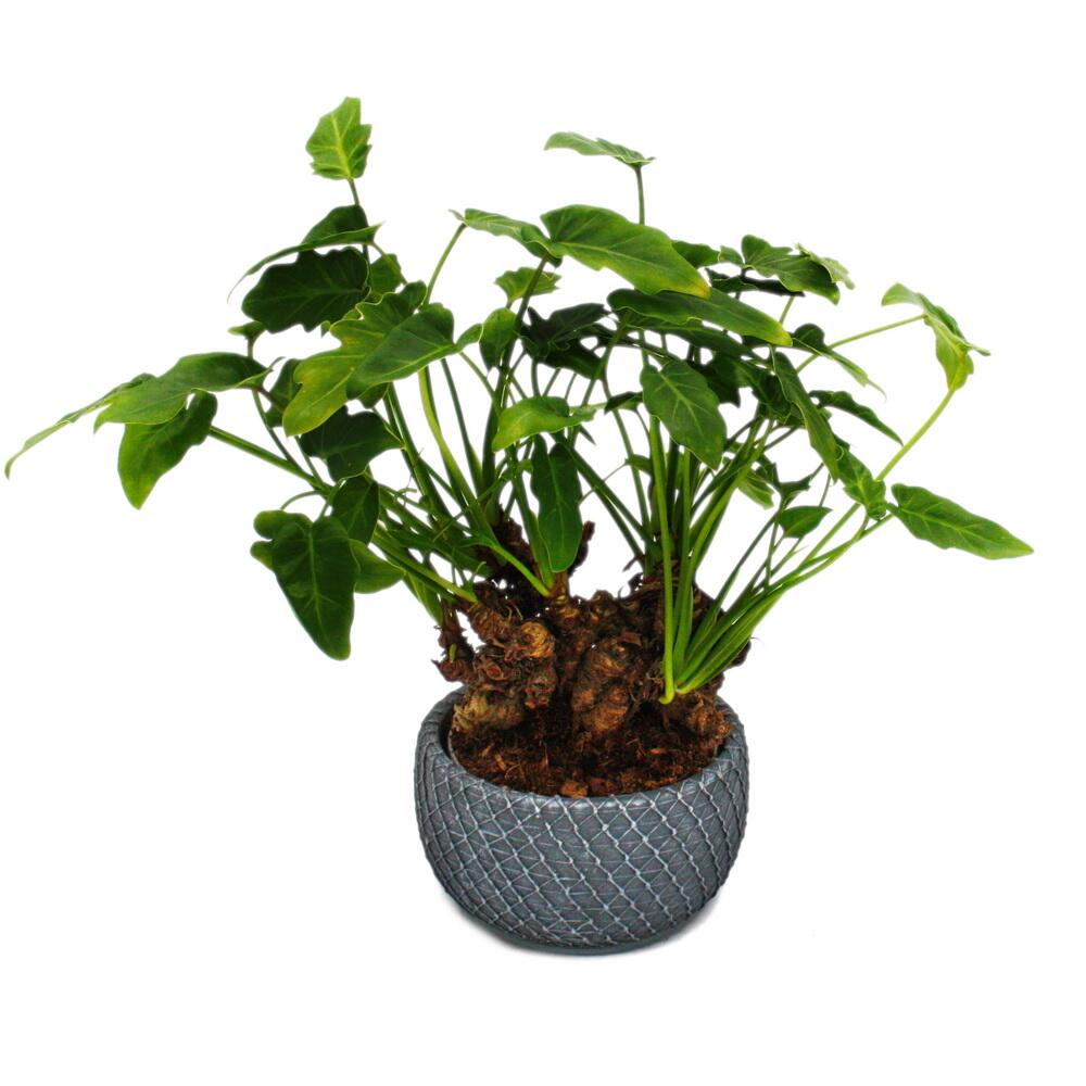 Philodendron Xanadu mit sichtbarem Wurzelwerk - Baumfreund - in 17cm