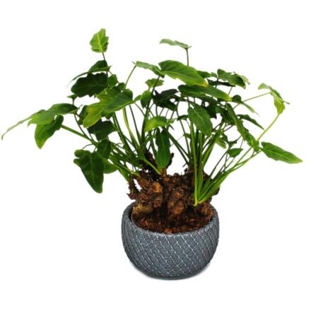 Philodendron Xanadu mit sichtbarem Wurzelwerk Baumfreund in 17cm Keramikschale ca. 30-40cm hoch