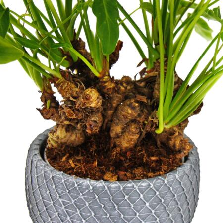 philodendron photos Philodendron White Princess main image 0
