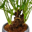 Philodendron Xanadu mit sichtbarem Wurzelwerk Baumfreund in 17cm Keramikschale ca. 30-40cm hoch