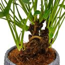 Philodendron Xanadu with visible roots - tree friend - in 17cm ceramic bowl - approx. 30-40cm high