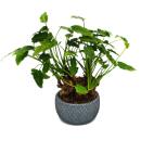 Philodendron Xanadu mit sichtbarem Wurzelwerk Baumfreund in 17cm Keramikschale ca. 30-40cm hoch