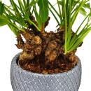 Philodendron Xanadu mit sichtbarem Wurzelwerk Baumfreund in 17cm Keramikschale ca. 30-40cm hoch