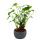 Philodendron Xanadu mit sichtbarem Wurzelwerk Baumfreund in 17cm Keramikschale ca. 30-40cm hoch