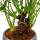 Philodendron Xanadu mit sichtbarem Wurzelwerk Baumfreund in 17cm Keramikschale ca. 30-40cm hoch