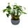 Philodendron Xanadu mit sichtbarem Wurzelwerk Baumfreund in 17cm Keramikschale ca. 30-40cm hoch