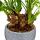 Philodendron Xanadu mit sichtbarem Wurzelwerk Baumfreund in 17cm Keramikschale ca. 30-40cm hoch