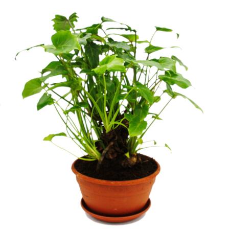 Philodendron Xanadu mit sichtbarem Wurzelwerk - Baumfreund - in 21cm Schale- ca. 40-50cm hoch