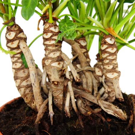 hovering plant pot Floating Plant Pot- GNRC Designs