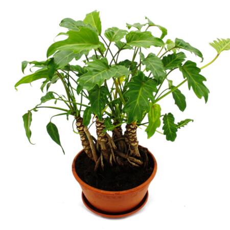 Philodendron Xanadu with visible roots - tree friend - in 21cm tray -