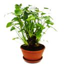 Philodendron Xanadu mit sichtbarem Wurzelwerk -...