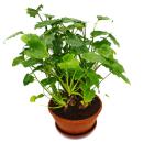 Philodendron Xanadu avec racines visibles - Ami des...