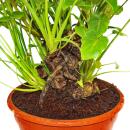 Philodendron Xanadu mit sichtbarem Wurzelwerk - Baumfreund - in 21cm Schale- ca. 40-50cm hoch