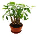 Philodendron Xanadu mit sichtbarem Wurzelwerk - Baumfreund - in 21cm Schale- ca. 40-50cm hoch