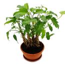 Philodendron Xanadu mit sichtbarem Wurzelwerk - Baumfreund - in 21cm Schale- ca. 40-50cm hoch