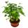 Philodendron Xanadu mit sichtbarem Wurzelwerk - Baumfreund - in 21cm Schale- ca. 40-50cm hoch