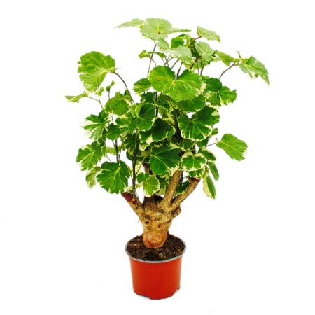 Aralie pennée à fleurs blanches - Polyscias balfouriana - plante dintérieur facile dentretien - pot de 12cm