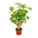 White pinnate aralia - Polyscias balfouriana - easy-care houseplant - 12cm pot