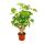 White pinnate aralia - Polyscias balfouriana - easy-care houseplant - 12cm pot