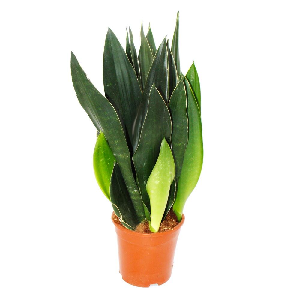 Sansevieria trifasciata "Black Diamond" - black hemp - solitary plant