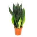 Sansevieria trifasciata Black Diamond schwarzer Bogenhanf...