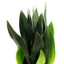 Sansevieria trifasciata Black Diamond schwarzer Bogenhanf...