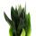 Sansevieria trifasciata "Black Diamond" - black hemp - solitary plant in 17cm pot - approx. 50cm high