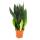 Sansevieria trifasciata Black Diamond schwarzer Bogenhanf Solitärpflanze im 17cm Topf ca. 50cm hoch