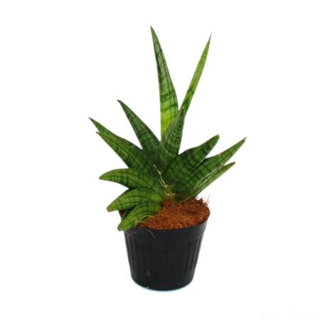 Sansevieria "Helios" - Screw hemp - 11cm pot - approx. 20cm high