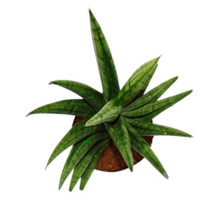 Sansevieria "Helios" - Schrauben-Bogenhanf - 11cm Topf - ca. 20cm hoc