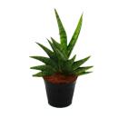 Sansevieria "Helios" - Screw hemp - 11cm pot - approx. 20cm high