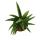 Sansevieria "Helios" - Chanvre arc-en-ciel à vis - pot de 11cm - hauteur env. 20cm