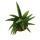 Sansevieria "Helios" - Screw hemp - 11cm pot - approx. 20cm high