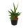 Sansevieria "Helios" - Screw hemp - 11cm pot - approx. 20cm high