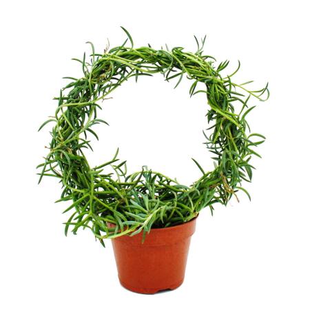 Senecio radicans - Banana necklace - on a round arch 15cm pot