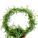 Senecio radicans - Collier de bananes - sur larc rond pot...