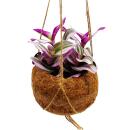 Kokodama - Tradescantia "Nanouk" - Fleur à trois maîtres - Sorcière aquatique - en pot Kokodama à suspendre - ca. 13cm