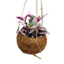 Kokodama - Tradescantia "Nanouk" - Fleur à trois maîtres - Sorcière aquatique - en pot Kokodama à suspendre - ca. 13cm