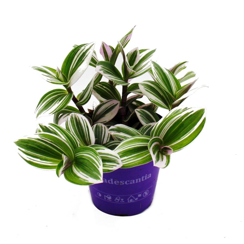 saatgut wildblumen Urban Wildblumen